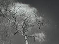 Monochrome Image of Dead or Leafless Tree and Cloud Royalty Free Stock Photo
