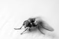 Monocromatic shot of macro fly isolated on white background Royalty Free Stock Photo