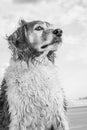 Monochromatic portrait of red and white curly haired collie type dog at a beach