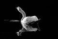 Monochromatic swan