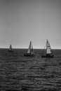 Monochromatic view of several sailing boats sailing on calm waters of the ocean