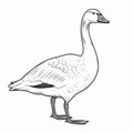 Adult Goose Drawing: Linear Illustration For Coloring Book