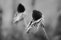 Monochromatic withered blossom Royalty Free Stock Photo