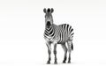 Monochromatic Zebra Gracefully Posing on a White Background -Generative Ai