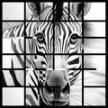 Monochromatic Zebra: A Stunning Grid Of Black And White