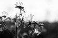 Monochrome Abstract Flowers Background - Turkey