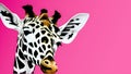 Monochrome African giraffe on a pink background with copy space. Head of a black and white giraffe close-up. Giraffe is a symbol