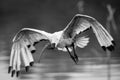 Monochrome African Sacred Ibis in flight coming to land at a wetland