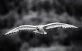 Monochrome African Sacred Ibis in flight coming to land at a wetland