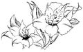 Monochrome alstroemeria flower composition vector sketched art