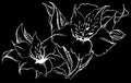 Monochrome alstroemeria flower composition vector sketched art