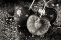 Monochrome artistic extreme close up of two and a half sliced cherry fruits with the stems and pits. Black background with water