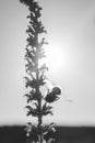 A monochrome back lit image of a tall saliva plant with a bumble bee with his wings spread at the side looking cute.