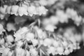 Monochrome background of delicate lily of the valley