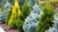 Monochrome background with varied shades of green thuja leaves for subtle sophistication