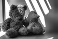 Monochrome Bear and lamb toy sitting by the window in shadows Royalty Free Stock Photo