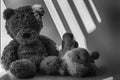 Monochrome Bear and lamb toy sitting by the window in shadows Royalty Free Stock Photo