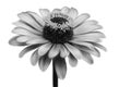 Monochrome beautiful flower closeup Royalty Free Stock Photo