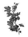 Monochrome beautiful watercolor gooseberry branch.Hand-drawn plant