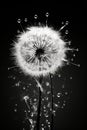 Monochrome beauty dandelion poster black flower macro nature white drops plant blowball art Royalty Free Stock Photo