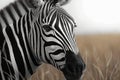 Monochrome beauty in nature a striped zebra roams freely in Africa