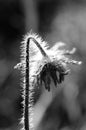 Monochrome bent spiny flower