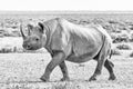 Monochrome black rhino covered with white calcrete dust, walking