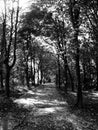 Monochrome black and white autumn forest wood photo Royalty Free Stock Photo