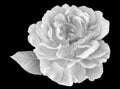 Monochrome bright macro of a single isolated wide open rose blossom