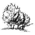 Monochrome black and white tree bush silhouette sketched line art isolated vector