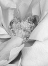 Monochrome bright white aged rose blossom heart macro