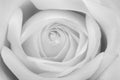 Monochrome bright white rose blossom heart macro, fine art still life of a single bloom