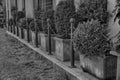 Monochrome Bush in flowerpot with steel chain fence before it