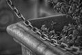 Monochrome Bush in flowerpot with steel chain fence before it