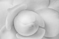 Monochrome center heart of a young bright white camellia blossom