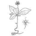 Monochrome chickweed-wintergreen, arctic starflower wintergreen, hand drawn sketch of plant