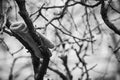 Monochrome children glove on the branches