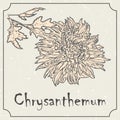 Monochrome chrysanthemum flower. Vintage grunge marriage design template, floral artwork. Vector illustration of summer Royalty Free Stock Photo