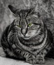 Monochrome close-up of cat with intense beautiful green eyes