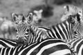 Monochrome close up of a dazzle of zebras Royalty Free Stock Photo