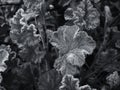 Monochrome close up image of ice crystals on frozen leaves in winter