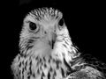 Monochrome close up portrait of a kestrel facing camera