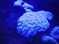 Monochrome, Close up Tipped mushroom soft coral in the coral tank, illuminated blue lights, Aquarium