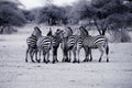 Monochrome closeup of a group of zebras in a field
