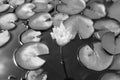 Monochrome closeup of a sacred lotus flower against the leaves in a pond Royalty Free Stock Photo