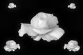 Monochrome collage of white rose blossom with rain drops on black background Royalty Free Stock Photo