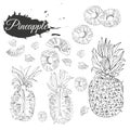 Monochrome collection of pineapple. Whole and sliced elements isolated on white background. Hand drawn sketch Royalty Free Stock Photo