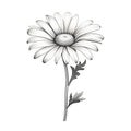 Monochrome Daisy With Long Stem - Simple Linear Design