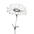 Monochrome Daisy: Minimalistic Ink Drawing With Contoured Shading