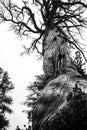 Monochrome dead very old Tree in Yosemite National Park with an incredible wooden structure